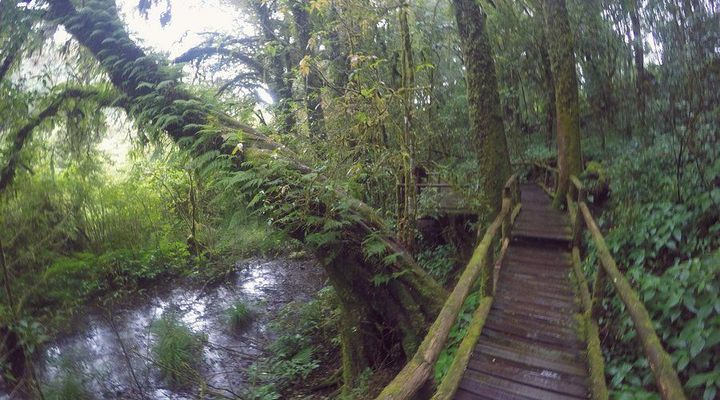 Discover Rainforest Eco Trails: Guide, Knowledge, and Important Trail Details